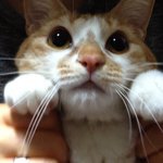 ★★★★★★★강쥐냥이 뿌잉뿌잉~★★★★★★★