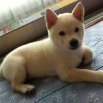 ★☆개판★☆흔녀들이 키우는 개들.★☆개판★☆동물판★