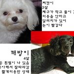 +)추가<b>전주</b>인후동(안골거성프라자)에서강아지2마리를 찾습니다