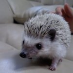 우리집 고슴도치 도도는 <b>유자차</b>를 좋아해ㅋㅋㅋ