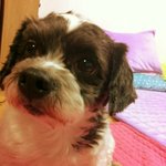 ★★★유기견★<b>복실</b>이 털 깍였는데★★★