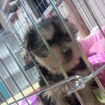 (<b>사진</b>有)★개★판★★★광견 우리<b>집</b>강아지를 소개합니다.★★★★★★★★★
