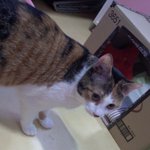 고양이판) 사진有) 고양이 <b>마루</b>를 소개합니다ㅎㅎ