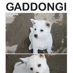 깜찍한 우리농장 진돗개<b>아가</b>들 구경하세요~~~