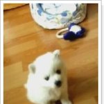 우리집에 진상 개매너 강아지를 소개합니다. ㅋㅋㅋ