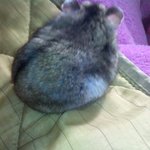 ★★★★★햄스터판★★★★★귀염둥이 <b>햄</b>씨