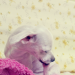 <b>사진</b>有★우리<b>집</b> 찬돌이 누드됬어요 ★