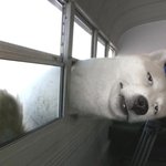 사진有] <b>실존</b>하는 신기한 동물