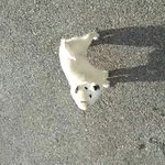 ★☆★☆ <사진有>패션왕 강아지 실사판★☆★☆