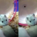 우리집햄스터너므귀엽다ㅋㅋㅋㅋㅋㅋ