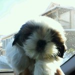 [개판] 강아지 이름좀 지어주세요!!! ㅠ ㅠ