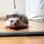 -----------------고슴도치판-----
