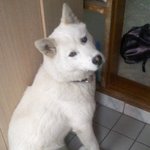 ★개판★사진有!! 내겐너무 사랑스런 진도리를 소개합니다>3<