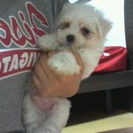 훈남훈녀의 강아지 육아일기 (사진 有)