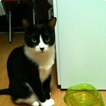 사랑스런 나의 반려묘(돼개냥이)와 함께 살기