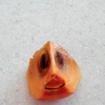 ★★★★★★★<b>감</b>을반의반으로잘라보니ㅋㅋ★★★★★★★