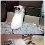 동물판을만들어달라!!♥♥꽃 토끼 자랑질~♥♥<사진 有>