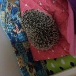 ★☆고슴도치판!☆★귀여운우리집<b>둘리</b>를 소개합니다!