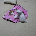 ♥♥♥우리집 귀염둥이를 소개 할께요^^♥♥♥