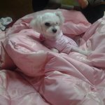 ★★우리집강아지★★★사진有有★★아직한살도안된★★