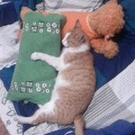 ㅈㅏ는것밖엔몰라요