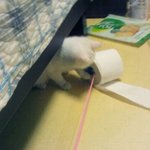 ★★(사진多스압주의!!!!)★★저희집 고양이 두부를소개합니다 ★★