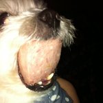 ▶개판◀▶우리집 못말리는 기요미 개방울^^++++++