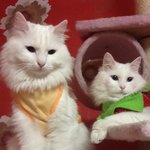 @@@@@@@@@@@아니?! 이 여편네가?!@@@@@@@@@@@@@