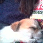 ♥사진有★스압주의★근접샷 모델, <b>식이</b> : ^d
