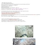 ◆93탄 일본이 빼앗아간 우리나라 나무 (펌)◆