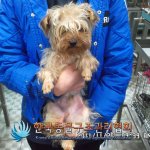 [개판] 사진有 ★유기견 입양 했어요! 그런데.....그런데.....