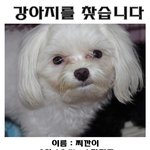 ★<b>전주</b> 인후동(거성프라자근처)에서 강아지를찾습니다★