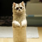 ♥고양이판♥)  직립 냥이 (+추가)