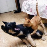 ☆★☆★귀여운 개사진 모음☆★☆★
