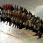 ★★★★★중국집에서 쓰레기를 배달해왔어요★★★꼭 읽어주세요