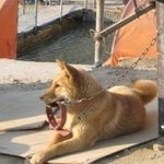주인아 내가 정땜에 살아준다
