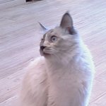 사진有)))고양이 싸움에 개가 낑기면 (수정)