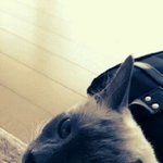 ★★★(사진有)저희 고양이좀 찾게 도와주세요★★★