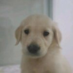 ○우리 마스코트 강아지들을 소개합니다용 //ㅅ//