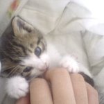 <b>야옹</b>판//☆한.성.깔.하는 5년댄 나의 동거묘♥뿅♥