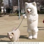 강아지 <b>산책</b>중인데 누가 나 찍음
