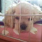 아코, 코카스파니엘 송백이 <b>임</b>돠!