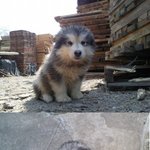 ★★★★우리집 개 복길이(사진有)★★★★(스압주의)