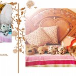 ♥♥♥우리집 멍멍이들을 소개합니당!! <b>첫돌</b>기념사진투척!!!!♥♥♥