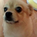 ★★★장군이를소개합니다★★★★