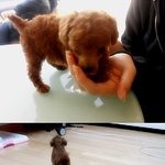 ♥우리집 막내아들 나토^-^♥ 개 판좀 만들어주세여 ㅠㅠ 운영자뉨