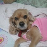 ☆★☆★☆★[개판] 나도 우리 <b>몽이</b> 소개할래☆★☆★☆★