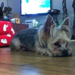 ☆★☆★☆★☆★(사진有)우리집 <b>빵이</b>를 소개해요☆★☆★☆★☆★