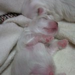 ▶▷♥★개판★[사진有]  갓 태어난 말티즈 <b>아가야</b>들 ♥