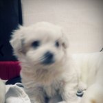 저희집 <b>구찌</b>를 소개합니다 ♡